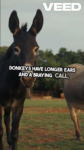 Donkey vs Mule Spotting The Differences! #pets #animals #donkey #shorts