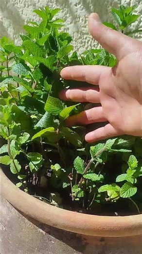 نتيجة أول مرة زرعت فيها النعناع #shorts #garden #gardening #النعناع #نعناع_طازج #النعناع_الطبيعي