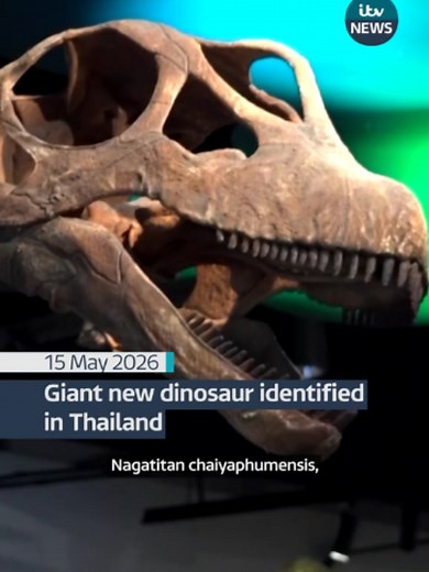 A new, and very big dinosaur has been identified from bones found in Thailand. It's name is Nagatitan chaiyaphumensis, a sauropod, and it is thought to be the largest dinosaur ever found in Southeast Asia. A team of researchers identified the species from bones found 10 years ago in the north of Thailand. Using the fossils, they created a reconstruction of what the dinosaur could have looked like when it walked the earth millions of years ago. #dinosaur #paleontology #fossil #historytok #thailan