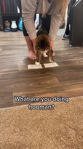 Hilarious Cat Prank with Sticky Tape