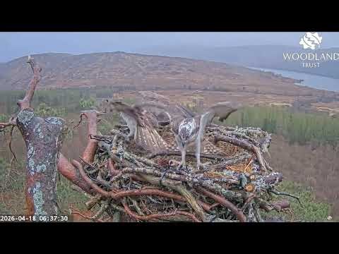 Together again! Louis and Dorcha are reunited on Loch Arkaig Osprey Nest Two 18 April 2026
