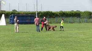 19K views · 354 reactions | All videos online! Watch now all videos of 4. Grand Prix Croatia IGP Championship 2019 - IGP 3 on working-dog.com! https://www.working-dog.com/results/HKS-IPO-2019-4--Grand-Prix-Croatia-IGP-Championship-15-21202980 working-dog: Share your Passion! | Working-dog | Facebook