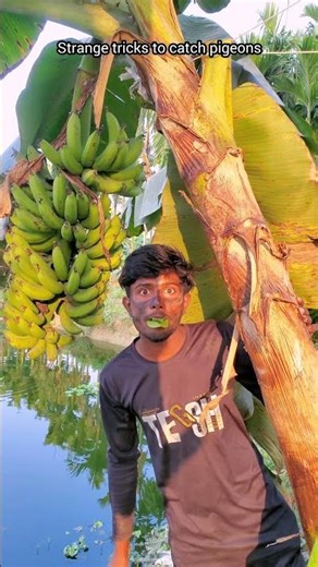 Strange tricks to catch pigeons #funny #comedyshorts #birds #comedy