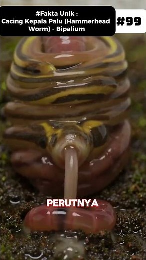 3 UNIQUE FACTS: The IMMORTAL Alien Worm in Your Garden! #Shorts #CreepyAnimals