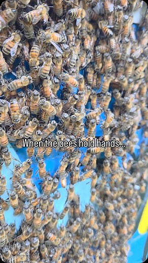 “Ever seen bees ‘holding hands’? 🐝 It’s called festooning — they link legs to measure and build their comb with perfect teamwork. Nature’s little architects! 🏗🍯” . . . . #bees #beekeeping #honeybees #beehive #urbanbeekeeping #urbanagriculture #sustainability #gogreen #csr #beekeeperslife #atlanta | Bee Downtown