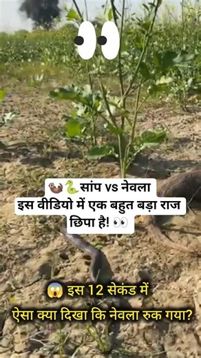 🦦Nevla aur Saamp ki Ladai| Sap vs Nevla 😲 #shorts