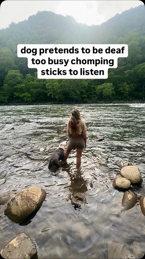 Brooklyn from Brooklyn | even though BK is almost 9 now, we are ALWAYS training, especially with recall. knowing what holds her attention can change depending on... | Instagram