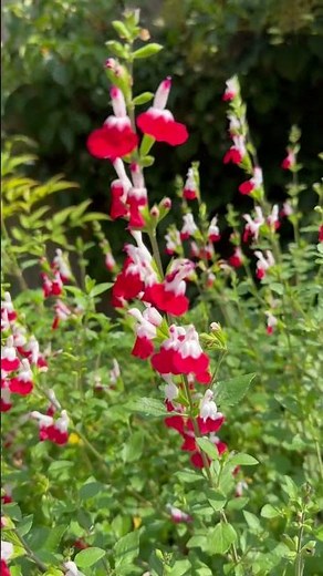 Salvia ‘hot lips’ already in flower #gardenerben