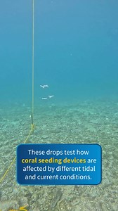 Every three months, our team heads out to the Great Barrier Reef to check on devices we are using to settle baby corals 🪸💫 First attached to tiles upon which they start growing, the young corals are ultimately deployed onto the reef using small ceramic devices designed to protect them from predators. This technique allows the corals to be placed on parts of the reef which give them the best chance of reaching adulthood. Beautiful weather for July's 14-day trip allowed the team to: ✅ Visit mid-