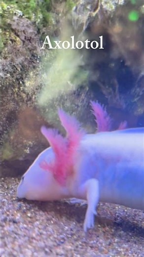 Axolotl “Mexican Walking Fish” at the Aquarium 😳🦎 | Cute & Rare Creature