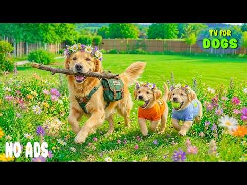 12 HOURS of Dog TV for Dogs to Watch 🐶 Joyful Dogs Exploring Nature All Day 🎵💖 Dog Calming Aid