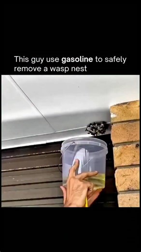 Business | News | Tech | Facts on Instagram: "Gasoline takes down a wasp nest almost instantly — not by burning, but by science. The strong fumes block the wasps’ breathing through tiny spiracles, while the liquid breaks down the waxy layers holding the nest together. Within moments, both the structure and the colony collapse. A harsh method, but a fascinating example of how chemistry can overpower nature. 🐝⚡ DM for credit or removal request (no copyright intended) © All rights and credits rese