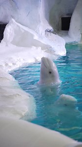Happy World Whale Day from the Beluga Whales at Wild Arctic! 🌊 Did you know these fun facts about Beluga Whales? ⤴️ | SeaWorld Orlando