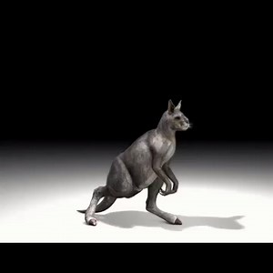 Procoptodon goliah walking. This species and the other sthenurine kangaroos lacked the capacity for rapid hopping as a means of locomotion.