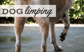 Dog Limping: Causes, Veterinary And At-Home Treatment & More