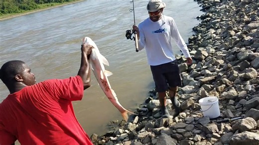 An endangered paddlefish appeared - here’s what happened