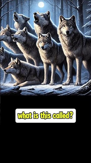 Collective Nouns for Animals | Learn Animal Group Names with Pictures