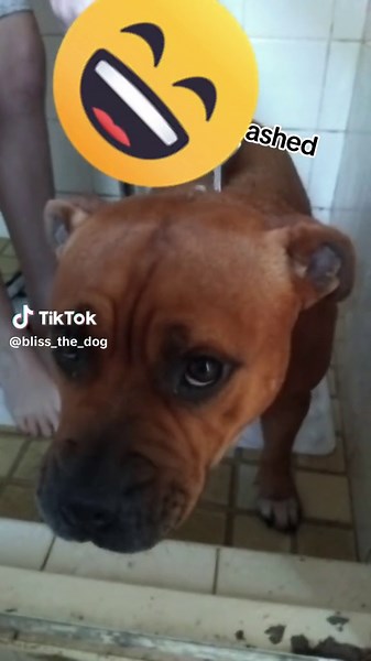 blissy getting washed#foryoupage #viraltiktok #dogs #cute #dogsoftictok #dogsgettingwashed