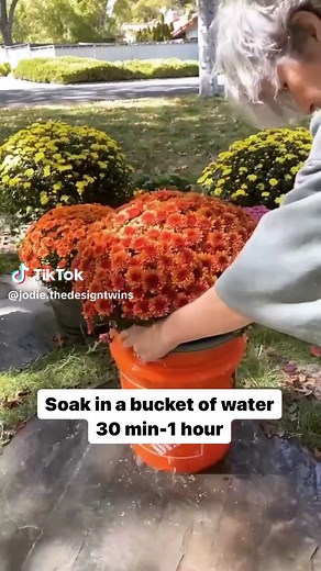 How to Keep Mums Alive All Season: The Soaking Trick