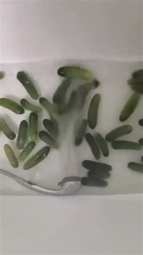 @federalmemebureau on Instagram: "日本利用压电瓷砖将脚步转化为电能。这些瓷砖捕捉来自你脚步的动能。当你行走时，你的重量和动作会对瓷砖产生压力。瓷砖会轻微弯曲，从而产生机械应力。瓷砖内部的压电材料将这种应力转化为电能。每一步都会产生少量电荷，而数百万步结合在一起就能产生足够的电力来驱动 LED 灯、数字显示屏和传感器。在像涩谷车站这样繁忙的地方，每天大约有 240 万个脚步为这一系统作出贡献。这些电能可以被储存或立即使用，从而减少对传统电力来源的依赖，并支持可持续的城市基础设施。这种方法将日常运动转化为实用的可再生能源 #日本 #知识 #事实 你知道吗 推荐 科技 创新 历史 技术 实验 热门"