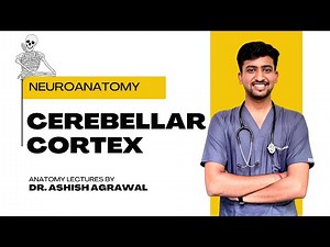 Cerebellar Cortex || Neuro Anatomy || First Year MBBS || Anatomy Lectures by Ashish