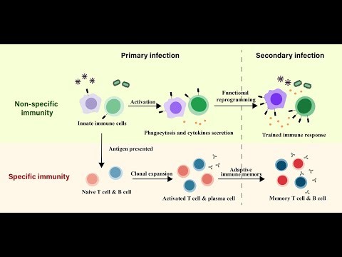 Key Players in Vaccination Adaptive Immunity; B cells, CD4+ helper T cells, and CD8+ cytotoxic Tcell