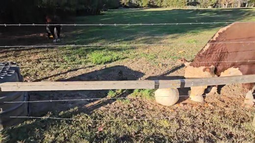 Smashing pumpkins! The large white pumpkins are thick and heavy. They can take a pounding but are not match for Curly's headbutt. | Whitley Farms