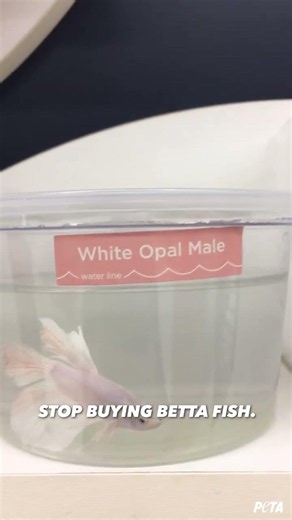 Betta fish are treated like inventory, stacked in filthy cups on shelves