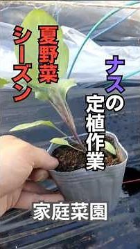 【家庭菜園】千両ナスの定植！ #家庭菜園 #ガーデニング初心者 #農業 #eggplant #vegetables #観葉植物 #shorts