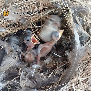 58K views · 2.4K reactions | EP.03 Old World sparrows Bird Find locust food for her chicks to eat in the nest | Review Bird Nest | Facebook