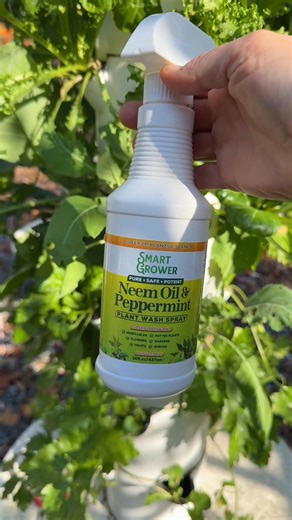 3.1K views · 32 reactions | Protect your plants the natural way  The Smart Grower Neem Oil & Peppermint Spray is your go-to for aphids, spider mites, and other garden pests — safe for herbs, veggies, flowers, and fruit trees. Gentle on plants, tough on pests, and perfect for every kitchen garden and cottage gardener who wants a chemical-free solution. #NaturalPestControl #Aphids #SpiderMites #CottageGarden #OrganicGardening | The Cottage Life | Facebook