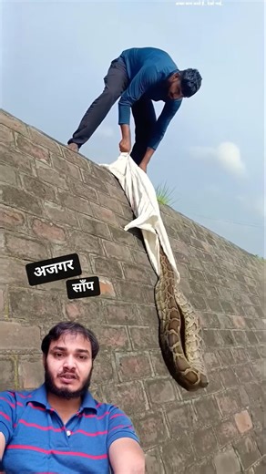 🐍12 Feet Giant Python Safely Released Near River | wildlife conservation #python #snake #wildlife