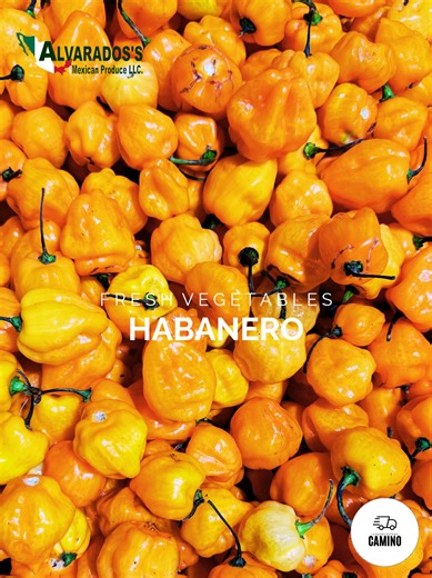 Fresh Vegetables Direct from Farm to Table