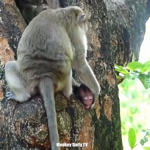 63K views · 1K reactions | Tiniest Baby Monkey Almost Falls Down Mother Baby Monkey Tries Harder To Catch Baby Monkey | Monkey Daily TV | Facebook