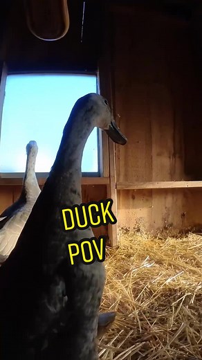 Swimming Adventures of a Runner Duck