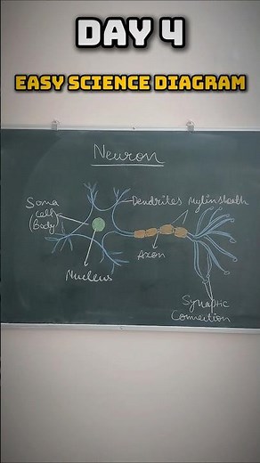 Easy Diagram of Neuron