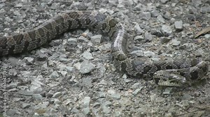 Snake. A surprisingly long snake slithers past the camera.