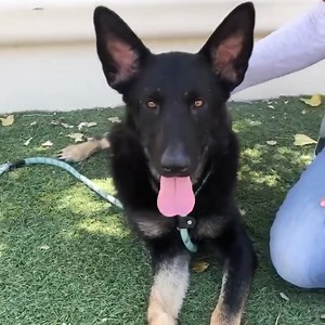 ❤️Update: ADOPTED!❤️Another great dog being overlooked! Please share!! Fern #A5565257 is a 2 year old German Shepherd who came in with her fur sister as a stray on July 5. Her sister was adopted right away but Fern is still waiting 😒 She is super smart, mellow, affectionate, and walks nicely on leash. Did well in play group with other large dogs( See video of her giving kisses to Kiki #A5570996 in comments). A wonderful dog and volunteer favorite! Please come meet Fern!! Walk-in hours from 11-5