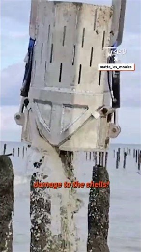 This is how mussels are harvested 🐚