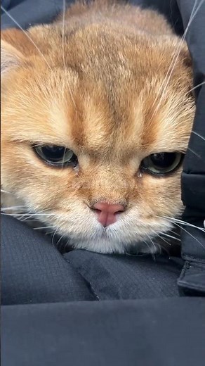 Tearful Paws: Sad Cat Compilation You Can’t Ignore
