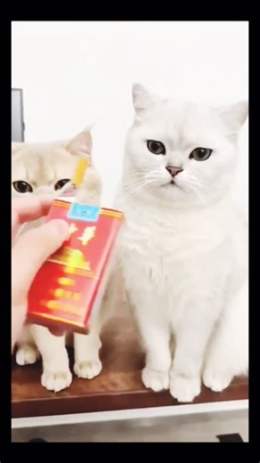 Funny cats Smoking 😂😂 #cat #foryou #funny #pakistan #youtubeshorts #catshorts #funnycats #trending