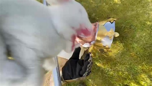 Monty Python Holy Grail Killer Rabbit Cosplay