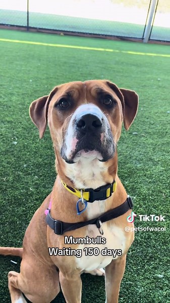 Every Dog Deserves a Chance: Adoption Stories