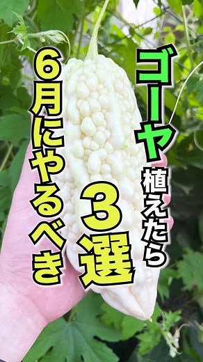 ゴーヤを育てるための6月の準備3つ