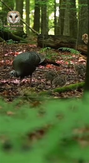 "Hidden hunter. A lone coyote stalks a flock of wild turkeys in a dens...
