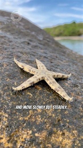 How Do Starfish Move? ⭐
