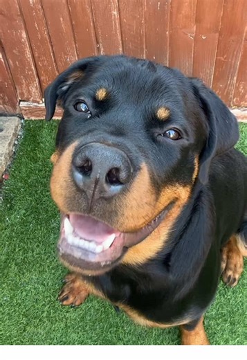 dieseltherottie on TikTok