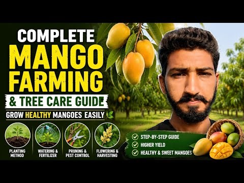 Complete Mango Farming & Tree Care Guide | Grow Healthy Mangoes Easily