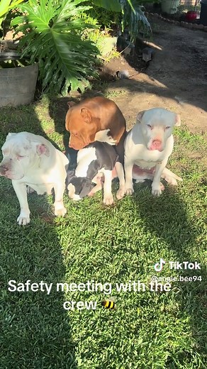 Safety Meeting: Gopher Alert for the Crew 🐝