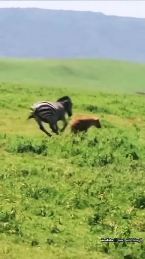 99K views · 301 reactions | Fighting Animal on Reels | Facebook